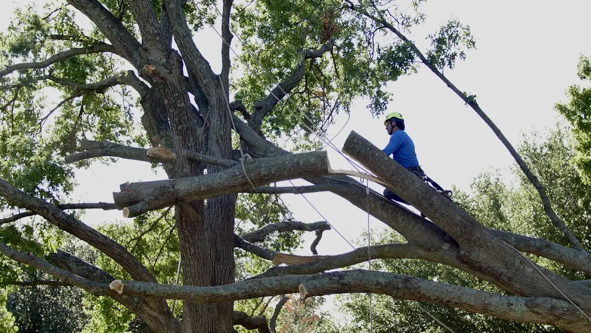 Professional Crown Thinning performed by certified arborists in Nauvoo