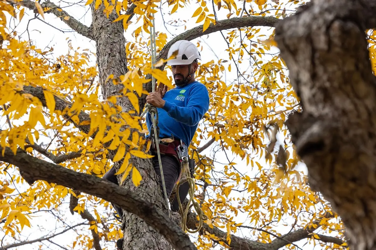 Skilled Tree Pruning crew working in Nauvoo